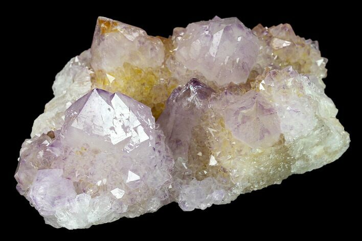 Cactus Quartz (Amethyst) Crystal Cluster - South Africa #134332